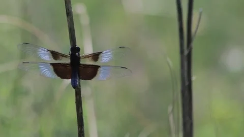 Dragonfly Resting on Grass – Nature Macro Animation Stock Footage 307875274