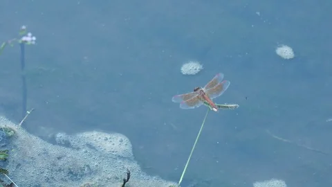 Dragonfly resting on the grass shoot Stock Footage 104718560