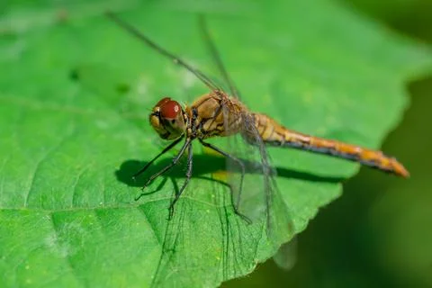 A dragonfly is resting on a green leaf. Focus on the eyes Stock Photos
