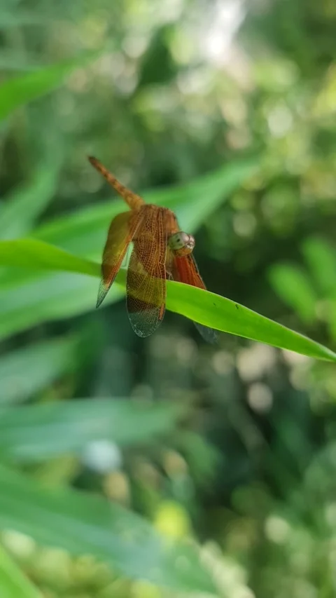 Dragonfly Resting On Green Leaf Stock Footage 327634892