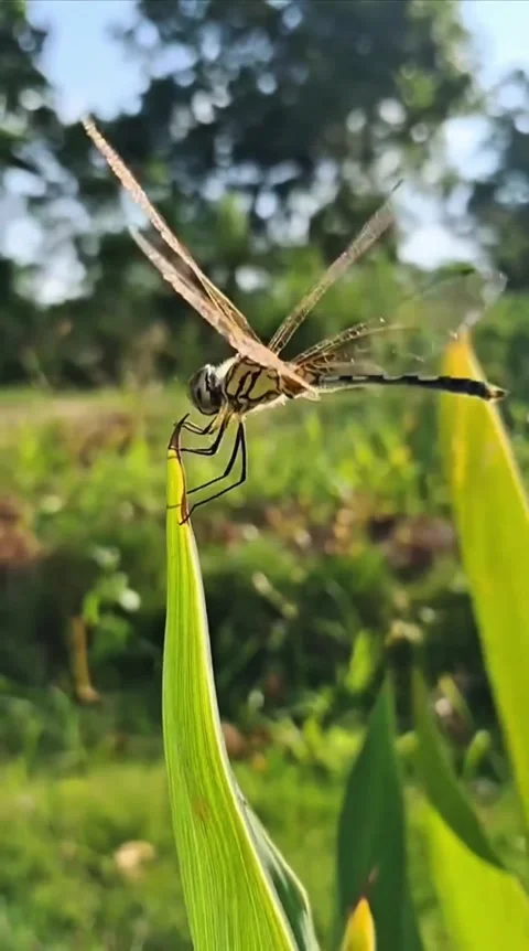 Dragonfly Resting on Green Leaf Stock Footage 337744302