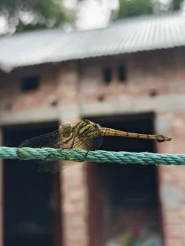 Dragonfly resting on a green string close up Stock Photos