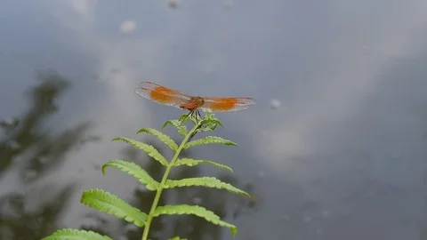 Dragonfly resting on habitat Stock Footage 90238652