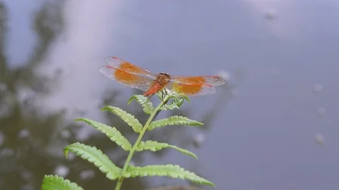 Dragonfly resting on habitat Stock Footage 90238697