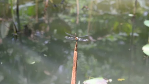 Dragonfly resting on habitat Stock Footage 90238722