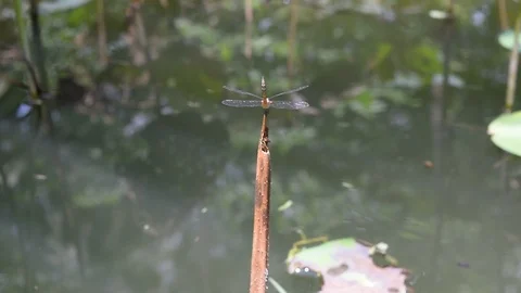 Dragonfly resting on habitat Stock Footage 90238750