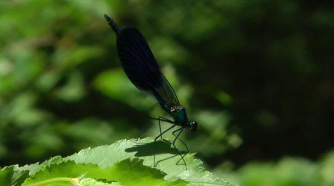 DRAGONFLY RESTING ON A LEAF #1 Stock Footage 36848293