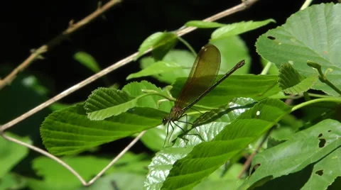 DRAGONFLY RESTING ON A LEAF #2 Stock Footage 36848393