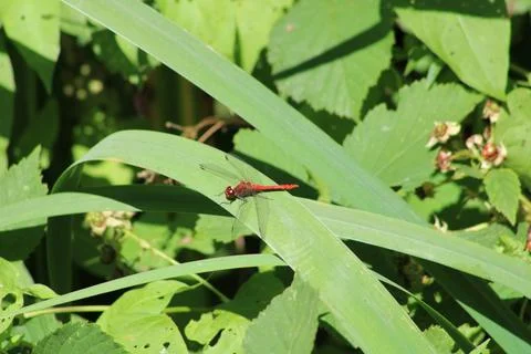 Dragonfly resting on leaf Foto stock