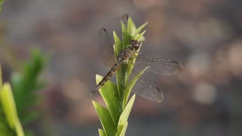 Dragonfly Resting on a Leaf Stock Photos