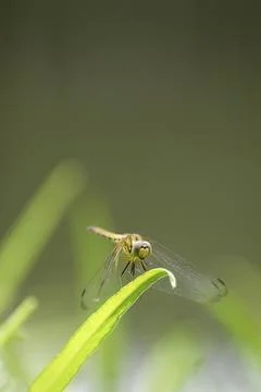 Dragonfly is resting on the leaf Stock Photos