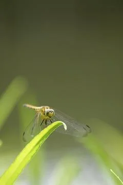 Dragonfly is resting on the leaf Stock Photos