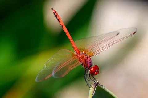Dragonfly Resting on Leaf at Sunset Cyprus Foto stock