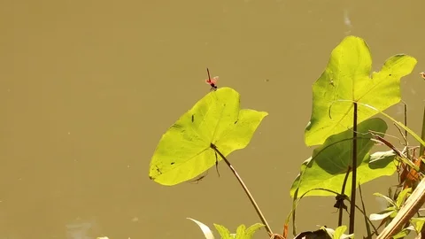 Dragonfly resting on the leaves at riverside. Stock-Footage 105915725