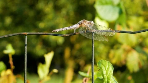 Dragonfly resting on a net in a day with a lot of wind Stock Footage 93850978