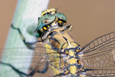 Dragonfly resting; particular Stock Photos