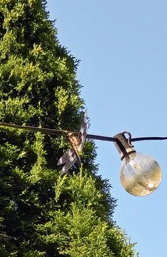 Dragonfly Resting on Patio String Light with Evergreen Tree and Clear Blue Sk Stock Photos