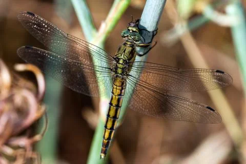 Dragonfly resting Stock Photos