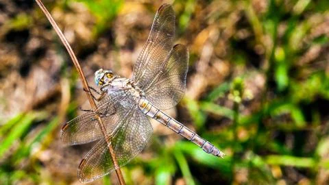 Dragonfly resting Stock Photos