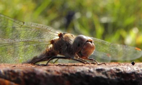 Dragonfly resting.. Stock Photos