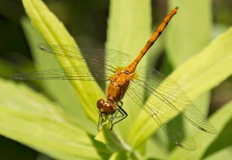 Dragonfly resting Stock-Fotos