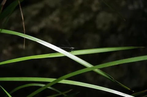 Dragonfly resting Stock Photos