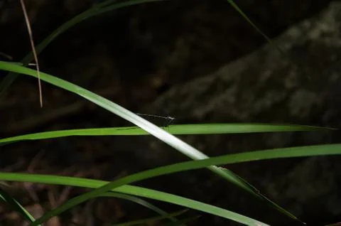 Dragonfly resting Stock Photos