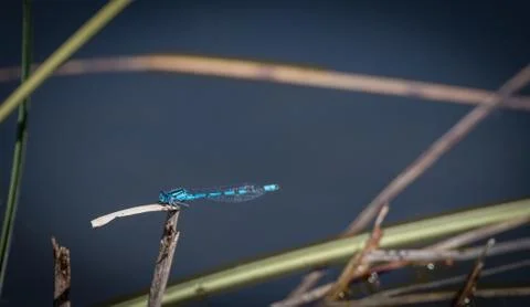 Dragonfly resting Foto stock
