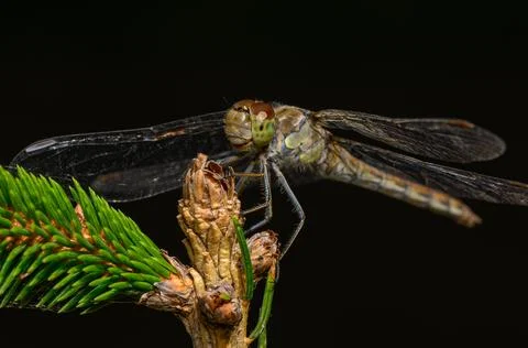 Dragonfly resting on pine tree bud close up macro Stock Photos