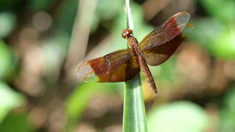 Dragonfly resting on pineapple leaf with natural brown background Stock Footage 161216049