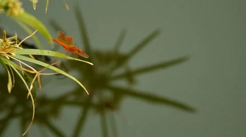 Dragonfly is resting on the plant Stock Footage 48349357