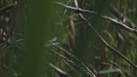 Dragonfly resting on a plant Stock-Footage 110798505