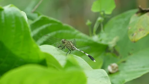 Dragonfly is resting on the plant leaf Stock Footage 92925269