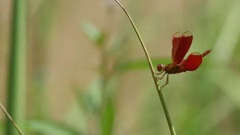 Dragonfly resting on the plant stem 스톡 동영상 75057810