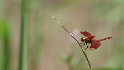Dragonfly resting on the plant tip with wind Stock Footage 75057942