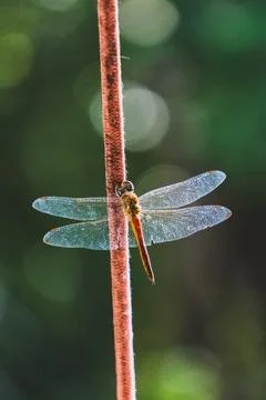 Dragonfly resting on a red plant stem Stock Photos