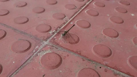Dragonfly Resting on Red Tactile Sidewalk Paving Before Takeoff 库存影片 337546734