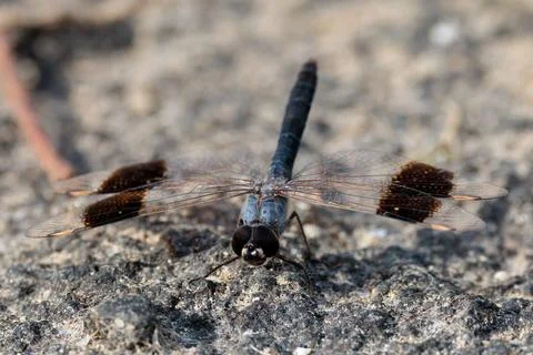 A dragonfly resting on a rock Stock Photos