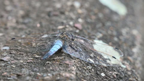 Dragonfly resting seen from tail Video stock 314554938