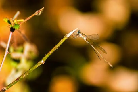 Dragonfly resting on a small branch Stock Photos