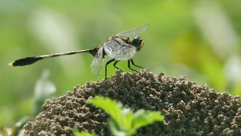 Dragonfly resting on the soil pile Stock Footage 97646373