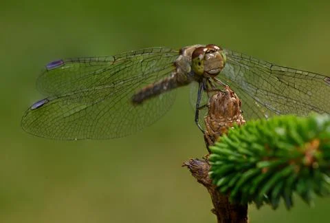 Dragonfly resting on a spruce branch in macro Stock Photos