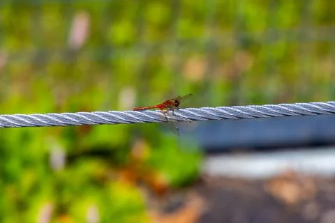 A dragonfly resting on a steel cable Stock Photos