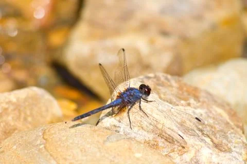 Dragonfly resting on stone Stock Photos