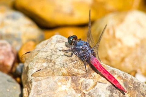 Dragonfly resting on stone Stock Photos