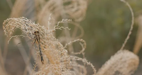 Dragonfly Resting In The Sun Video stock 90060347