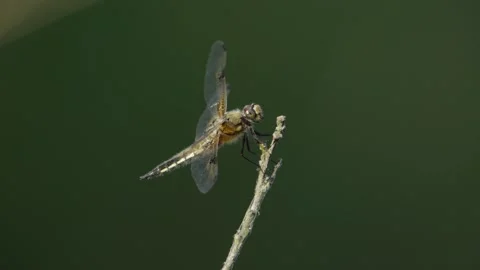 Dragonfly Resting on a Thin Twig in a Giant Redwood Forest Environment Stockbeeldmateriaal 331108382