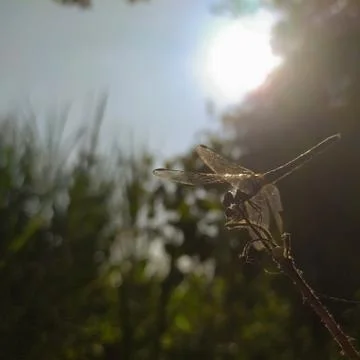 Dragonfly resting on tip of stick against morning silhouette sunlight Stock Photos