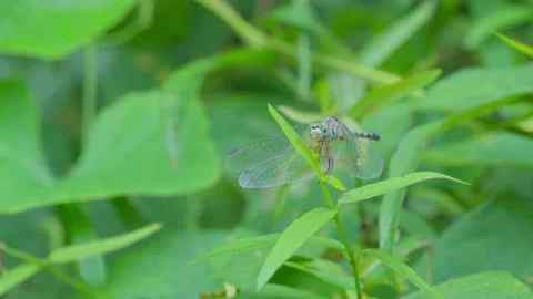 Dragonfly resting on the top of the tree Stock Footage 234046383