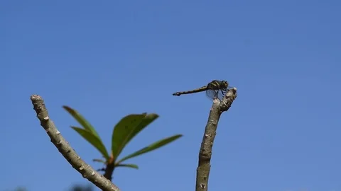 Dragonfly resting on tree branch Stock Footage 90021847